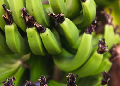 کیا بناتا ریپبلک کا تعلق واقعی کیلے سے ہے؟ What does Banana Republic really have to do with bananas?